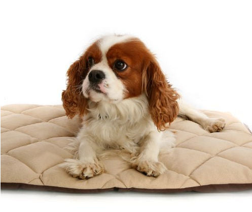 American Pet Diner 100FLLQC030 Flectabed Q 37 in. x 28 in. - Cream Rose Chloe